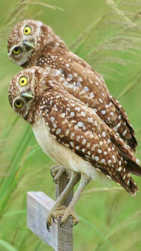 Which Animal Never Sleeps – Nature’s Most Wakeful Creatures