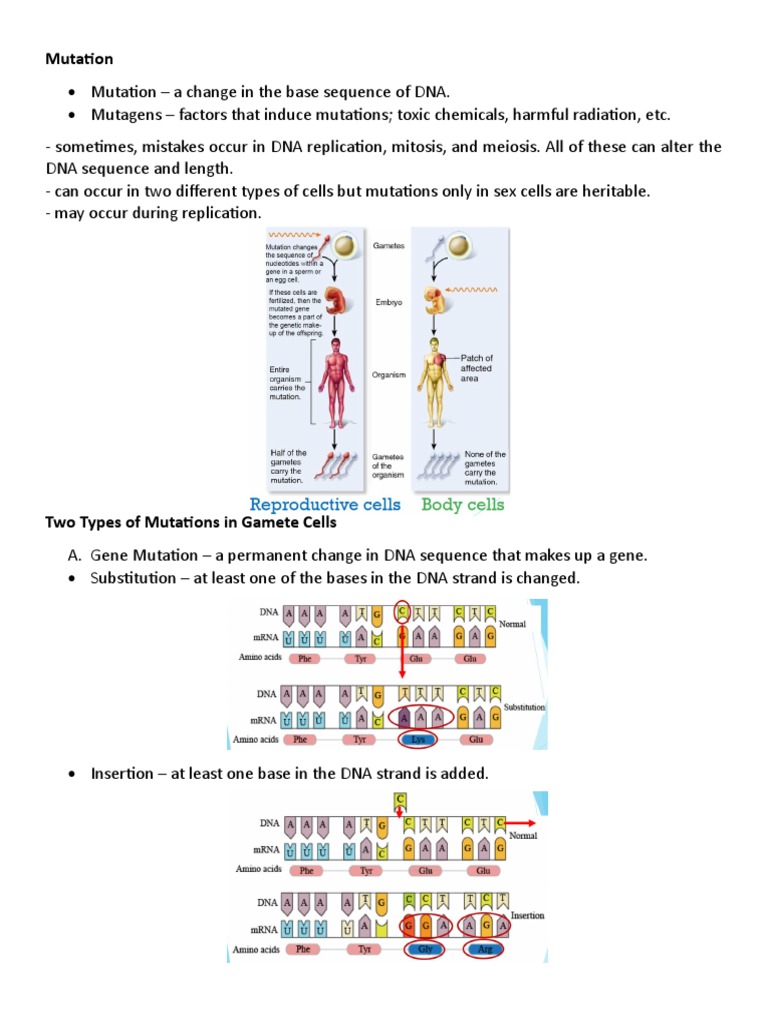 What Type of Mutation is the REM Understanding Genetic Changes