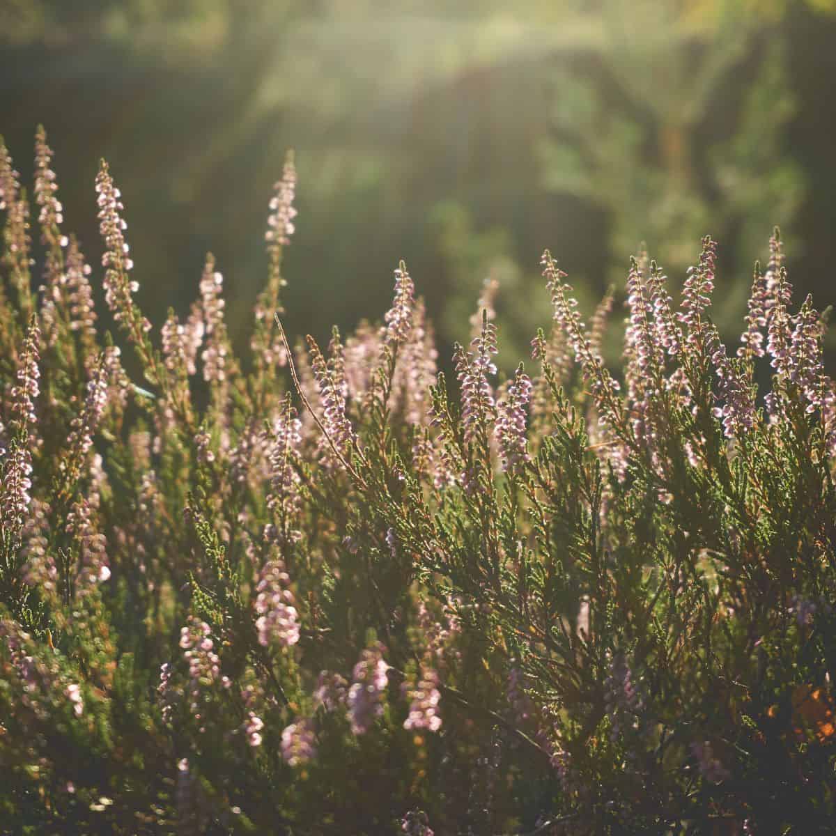 Venus Square Venus Synastry: A Clash of Love Languages