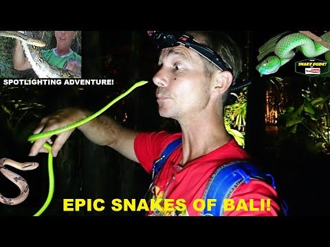 Are There Snakes in Bali Myths vs Reality