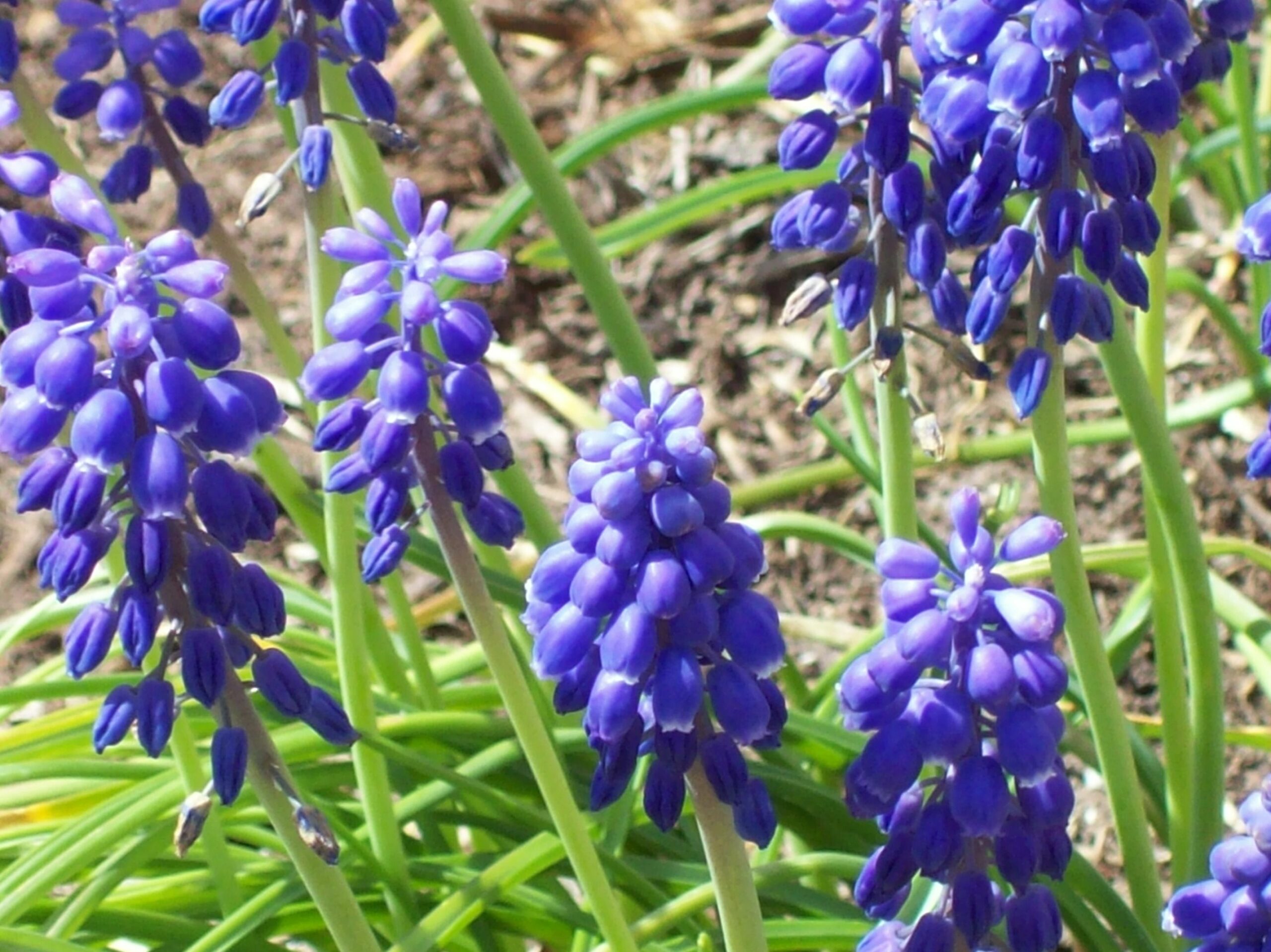 Flowers That Look Like Grapes: Unique Floral Finds