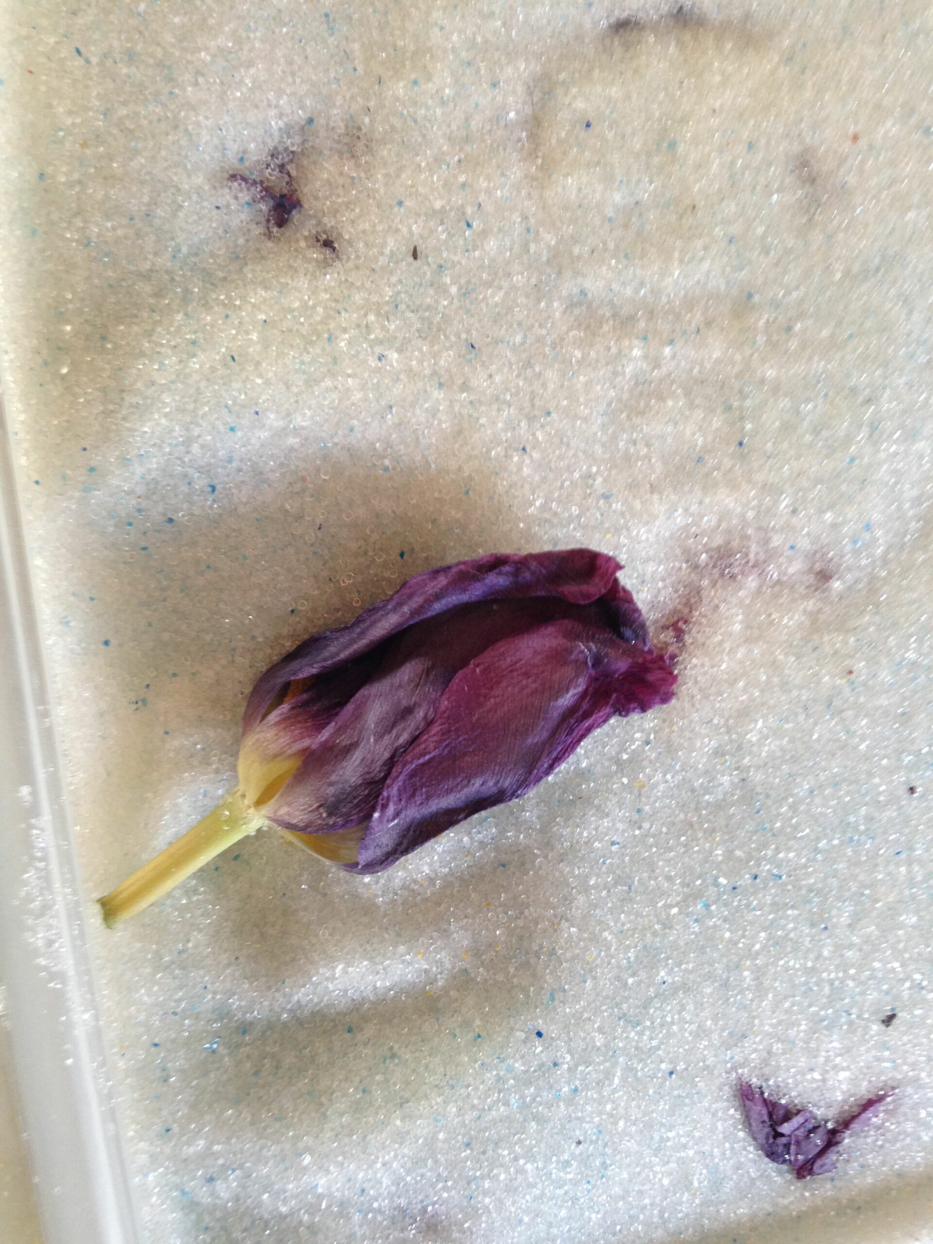 Flower Drying with Silica Sand: How to Preserve Blooms