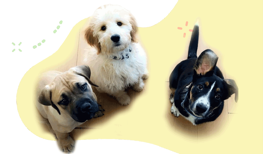 Are Animal Crackers Good for Dogs – What Pet Owners Should Know