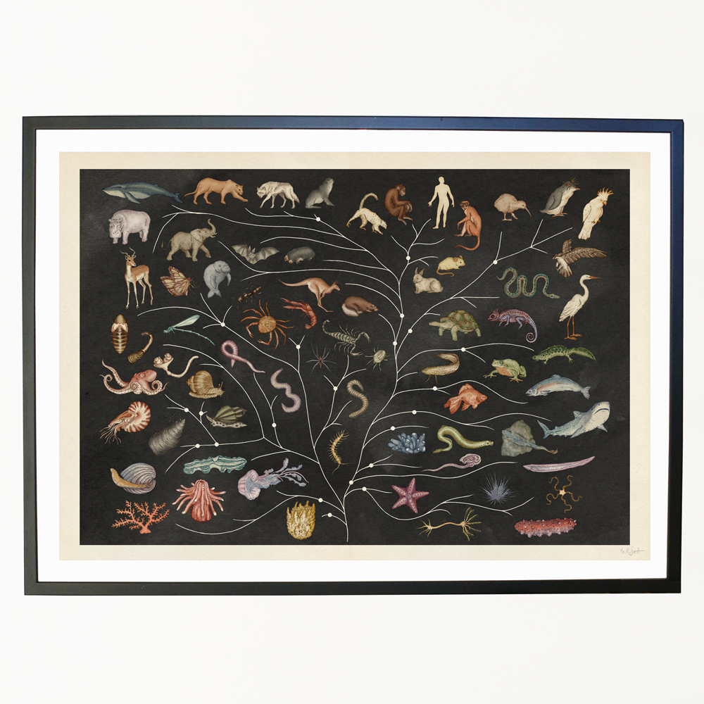 How Many Animal Families Are There – A Look at the Tree of Life