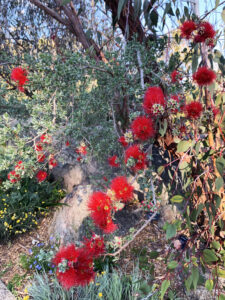 Genotyping in Animals: Unlocking Genetic Blueprints