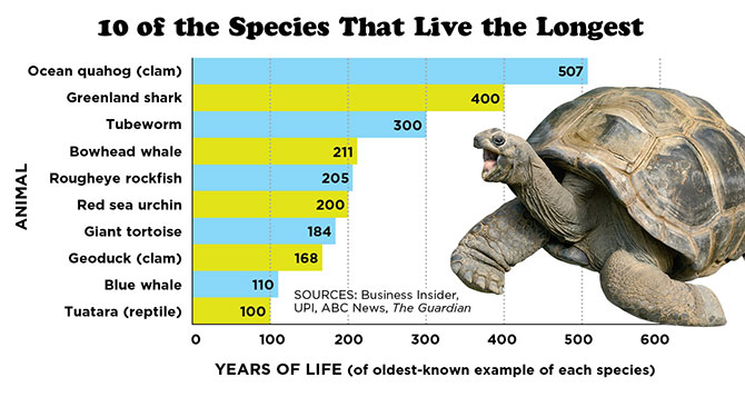 Which Animal Has the Longest Lifespan – Meet the True Survivors