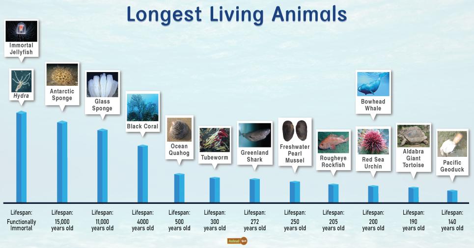 Which Animal Lives the Longest – Meet Earth’s Oldest Survivors