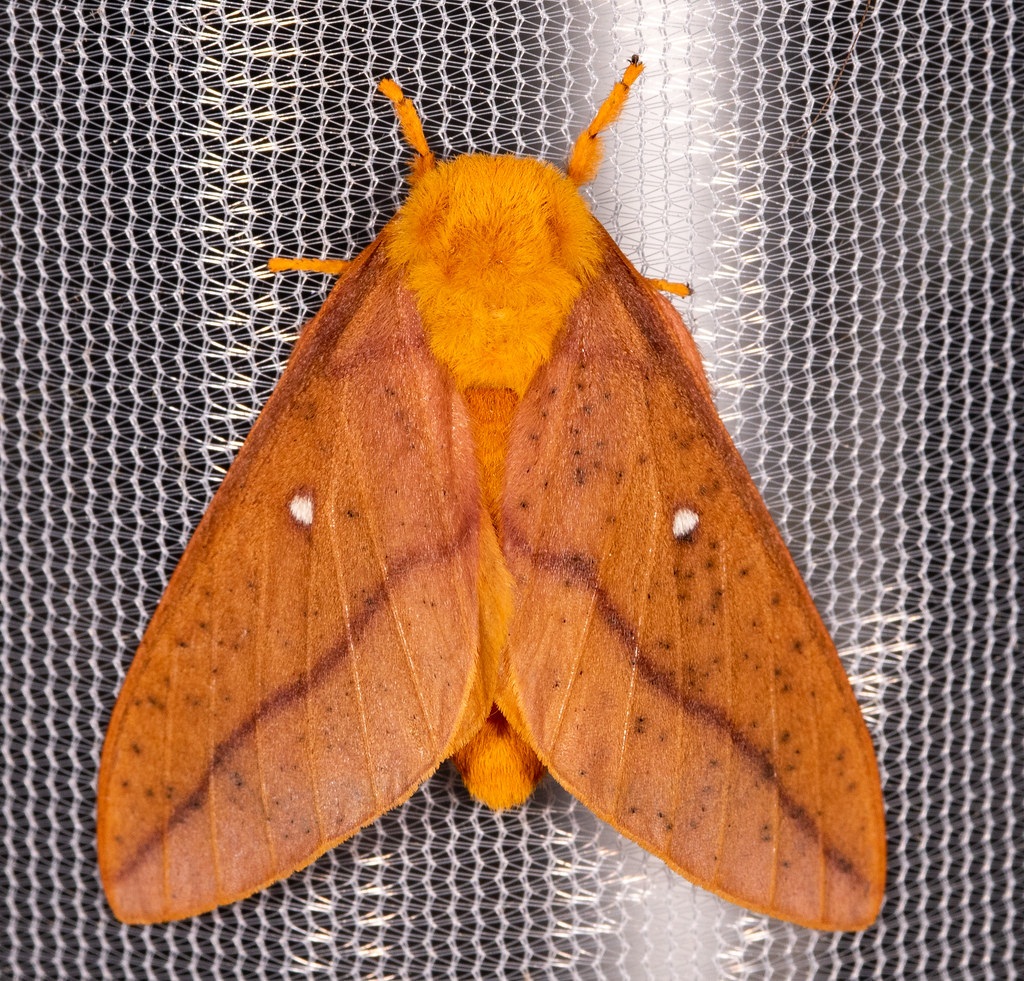 Orange and Black Moth Identification: What Species Is It