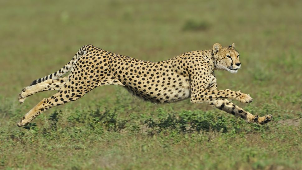 Which Animal Runs the Fastest – The Speed Kings of the Wild
