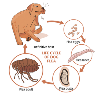 Can Animal Fleas Live on Humans – What You Need to Know