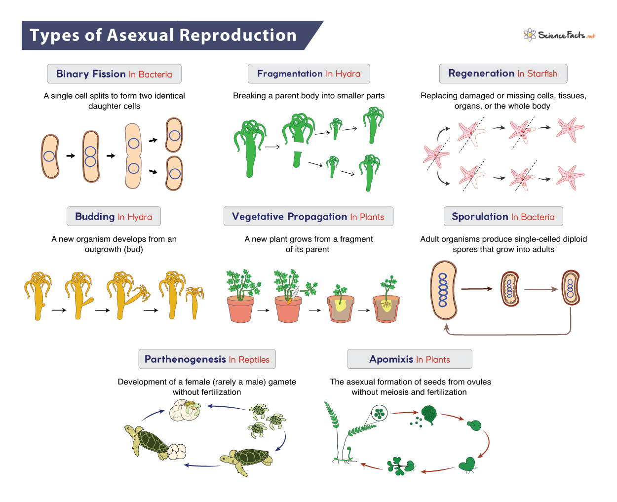 Is a Garden Strawberry Asexual or Sexual The Science of Reproduction