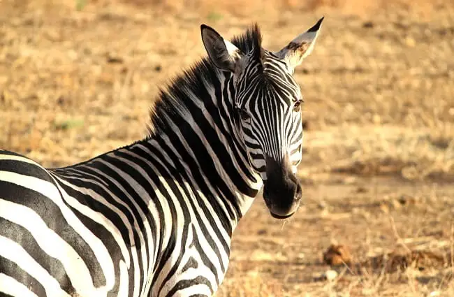 How Does a Flea Affect a Zebra The Surprising Connection