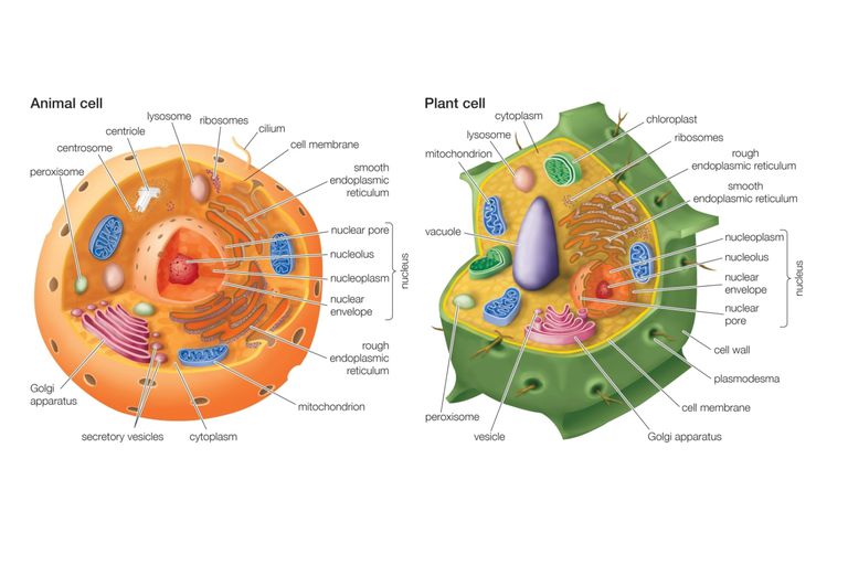 How Are Animal and Plant Cells Different – A Simple Biology Breakdown