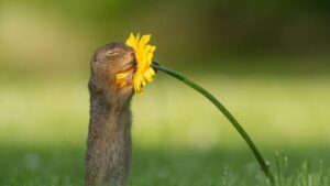 Which Animal Has the Best Sense of Smell – Masters of Scent Detection