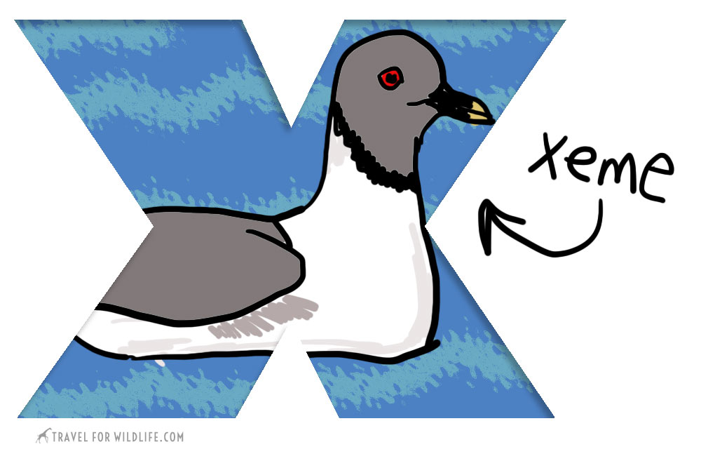 What Animal Starts with X – Exploring the Rarest Creatures