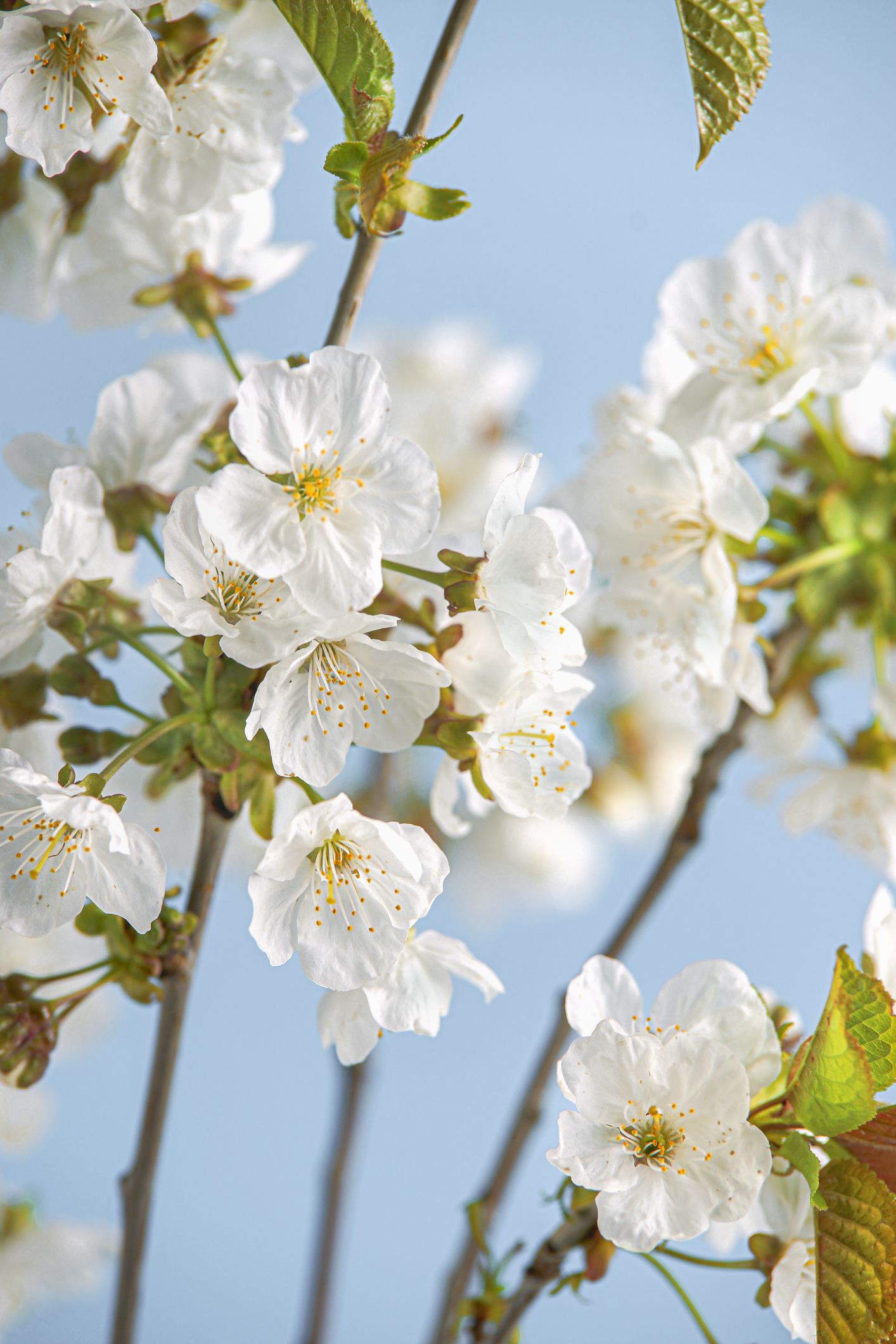 White Flowering Trees in Spring: A Breathtaking Sight