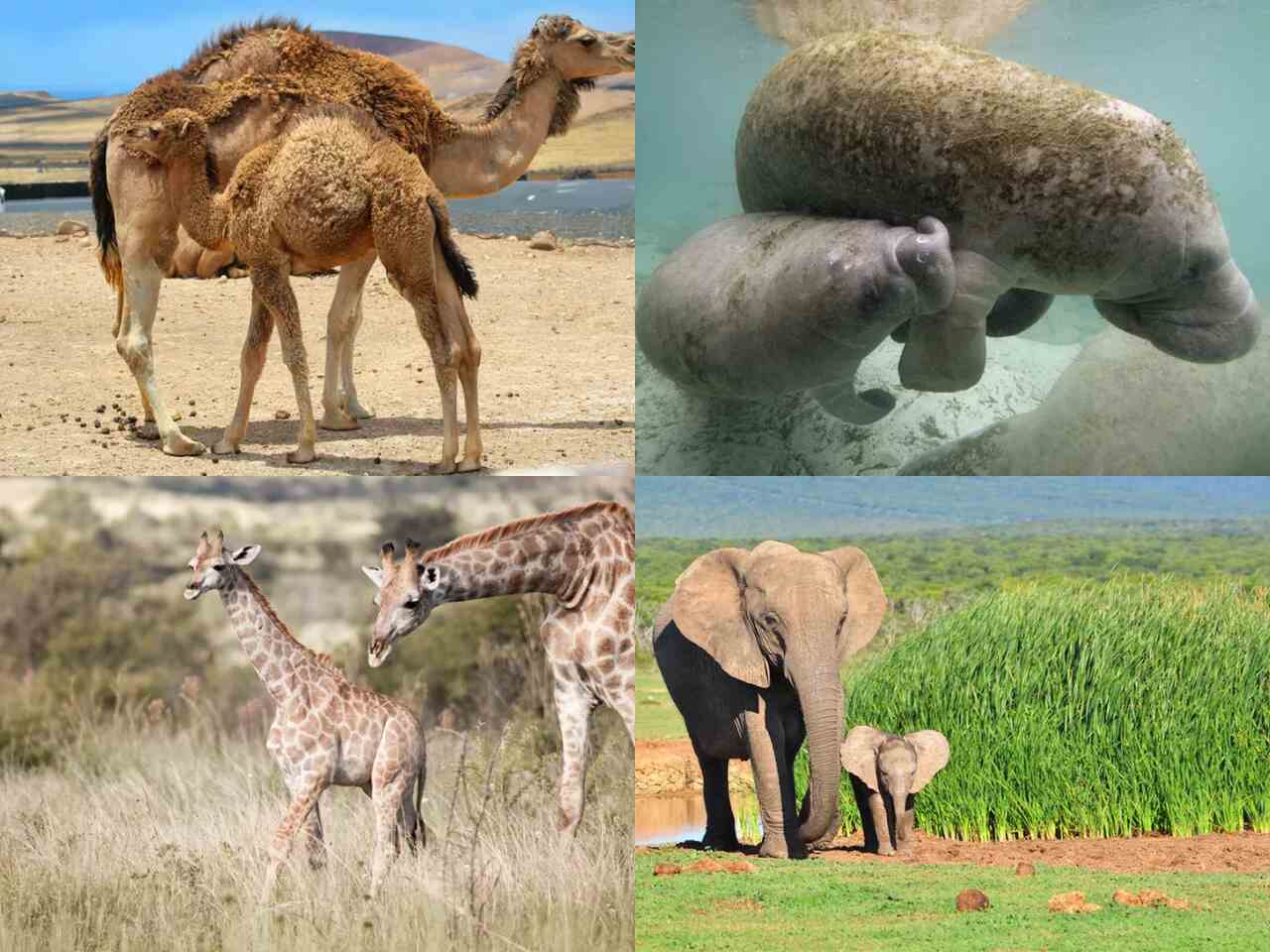 Which Animal Has the Longest Gestation Period – The Longest Pregnancy in Nature
