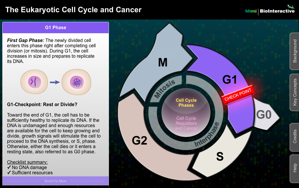 The Eukaryotic Cell Cycle and Cancer: A Scientific Deep Dive