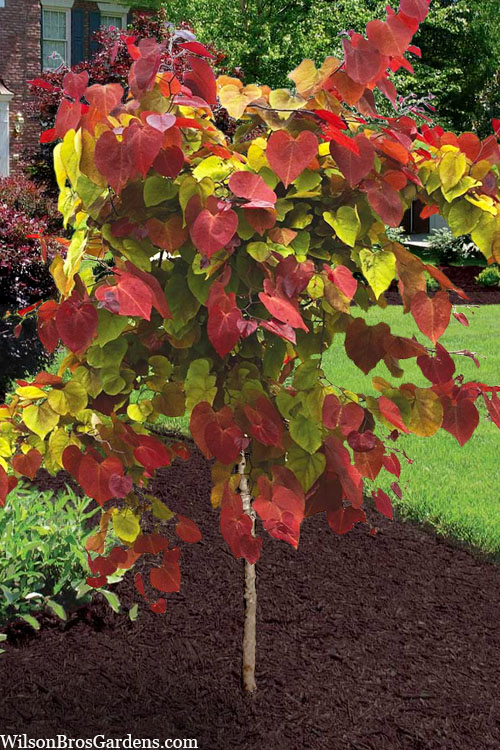 Redbud Tree Fall Foliage: What to Expect from This Beauty