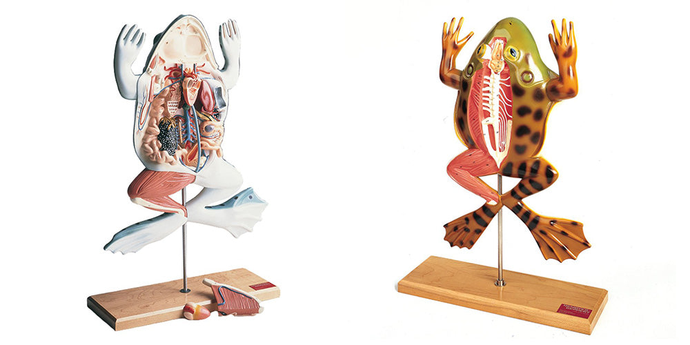 Why Is Animal Dissection Bad – Ethical Concerns and Alternatives