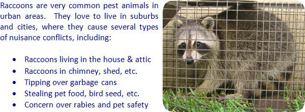 Will Animal Control Remove Raccoons – What to Do If You Have a Wildlife Problem