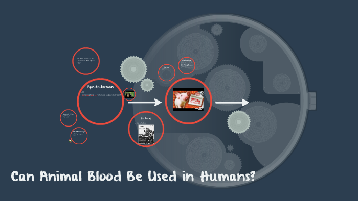 Can Animal Blood Be Transfused to Humans – The Science Behind Cross-Species Transfusions