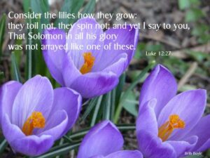 Will Lilies Grow in Shade – The Truth About Light Conditions