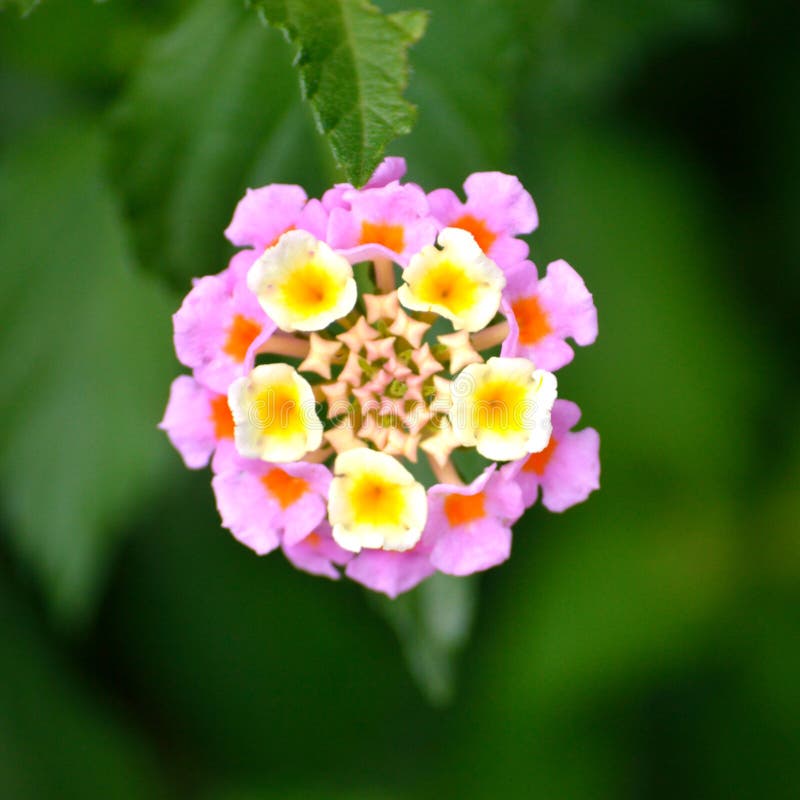 Lantana Pink & Yellow: A Bright Addition to Your Garden