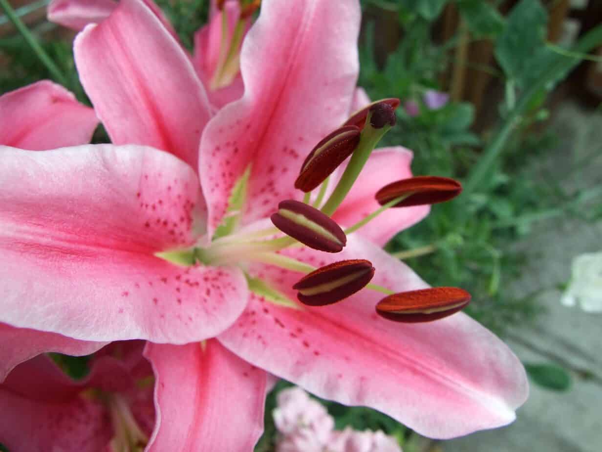 Do Lilies Grow in Shade – The Surprising Answer
