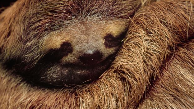 Which Animal Sleeps the Most – The Sleepiest Creatures on Earth