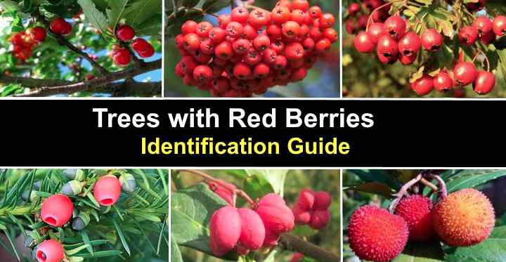 Red Berries on Trees: Which One is Growing in Your Yard –