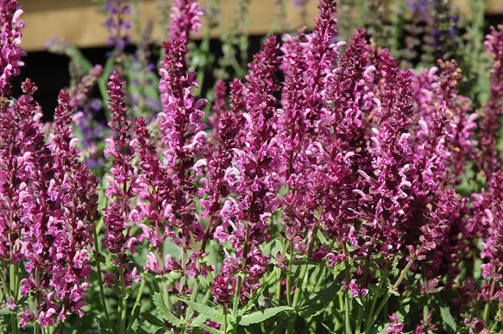 The Focal Point for a Salvia Plant: Where to Place It