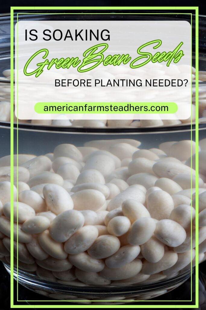 French Green Bean Seeds: What to Look for Before Planting