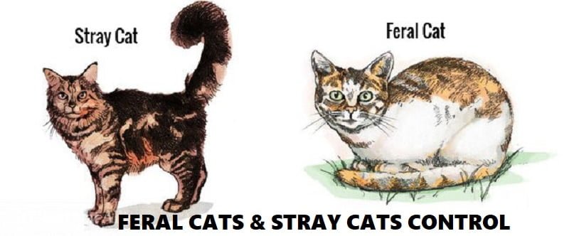 Can Animal Control Take Stray Cats – What Happens to Feral Felines –