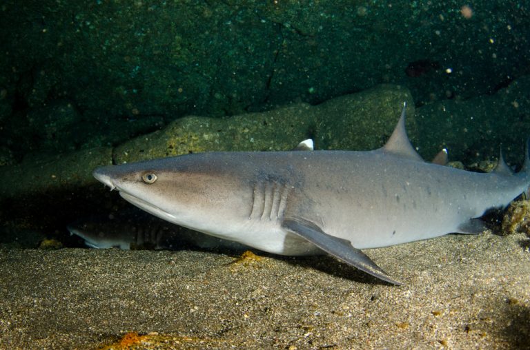 Dangerous Animals in Bali: What to Watch Out For