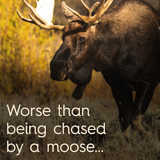 Dream Meaning of Being Chased By Moose