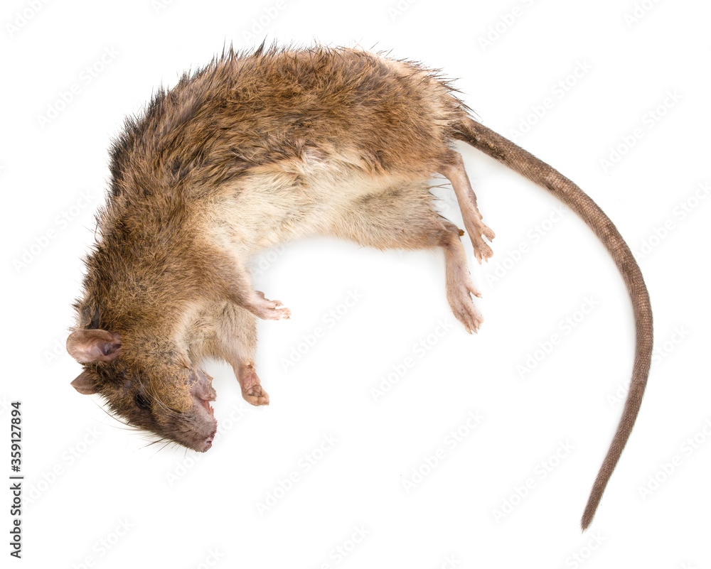Dream Meaning of Dead Rats