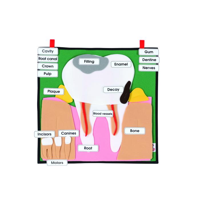 Dream Meaning of A Big Tooth