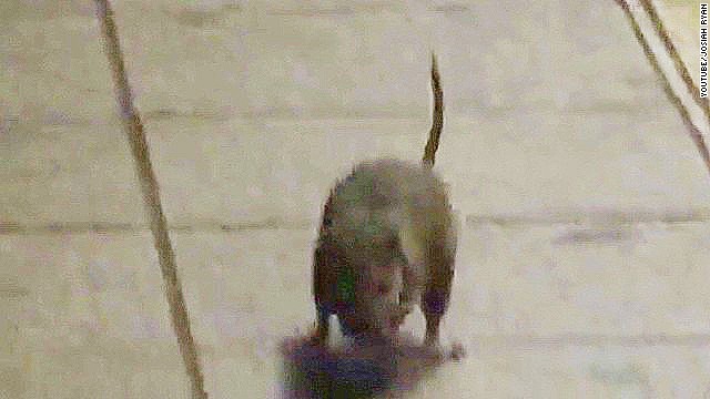 Dream Meaning of A Rat Attacking You