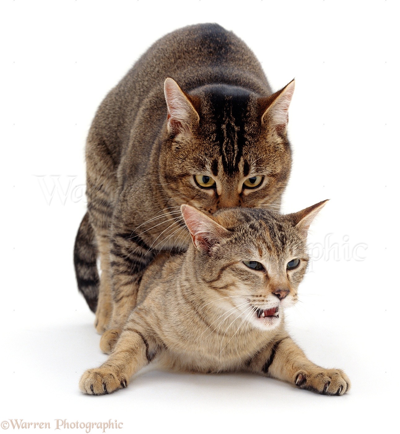 Dream Meaning of Cats Mating