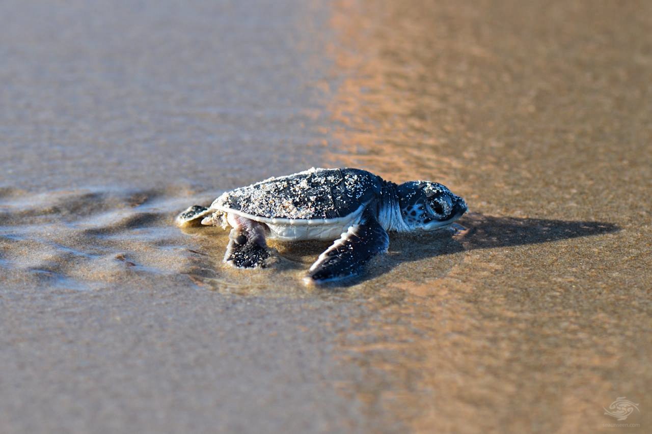 Dream Meaning of Baby Sea Turtle