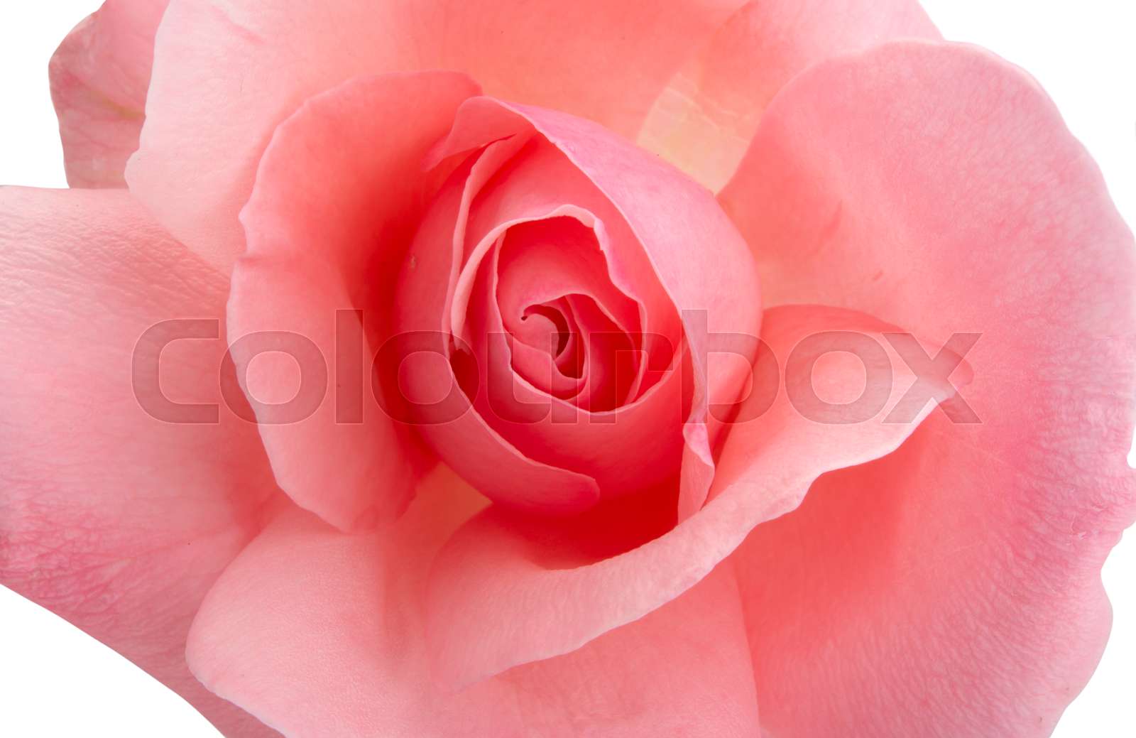 Dream Meaning of A Pink Rose