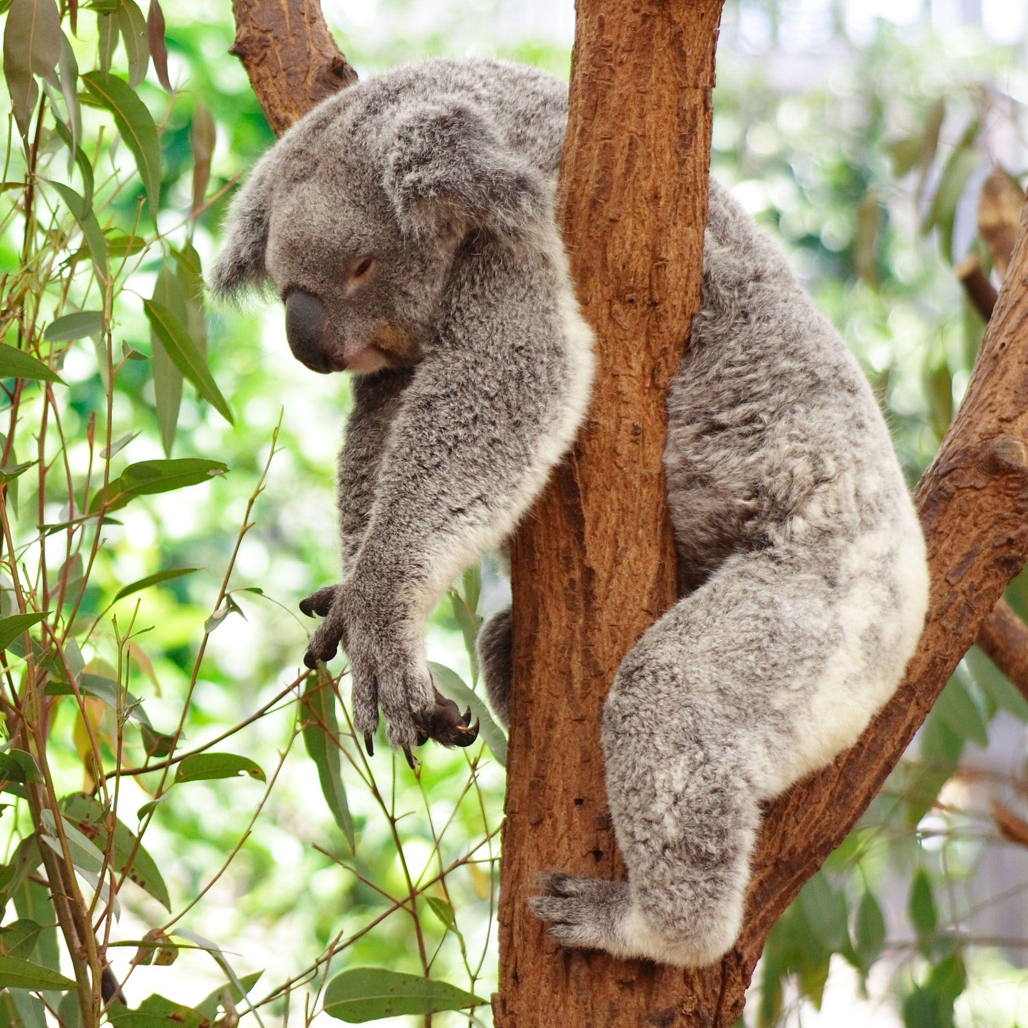 Dream Meaning of A Koala Bear