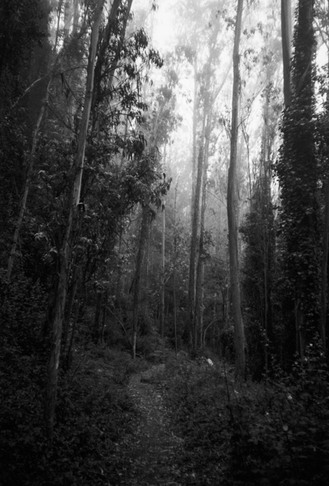 Dream Meaning of Being Lost In A Forest