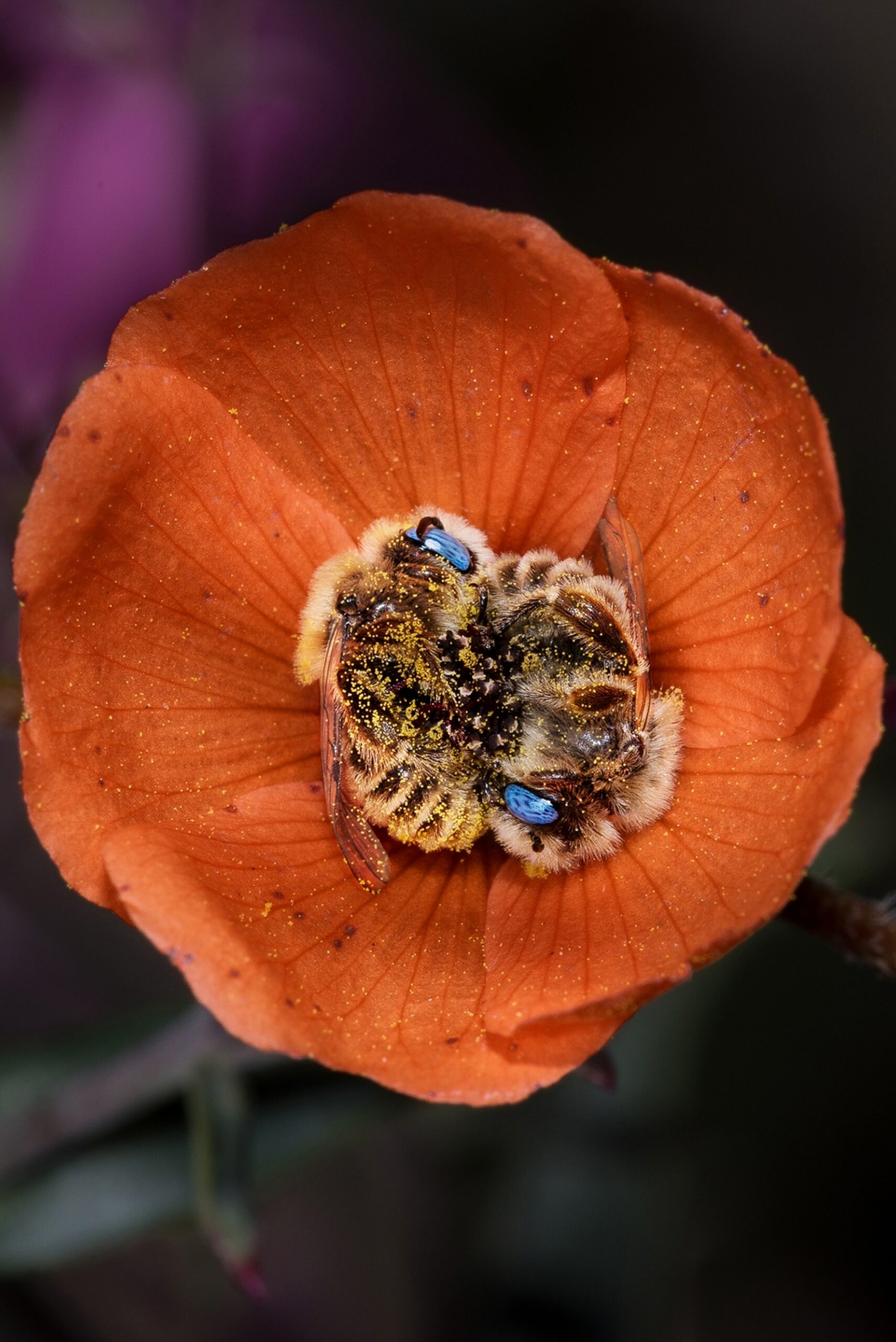 Dream Meaning of 2 bees on my bed