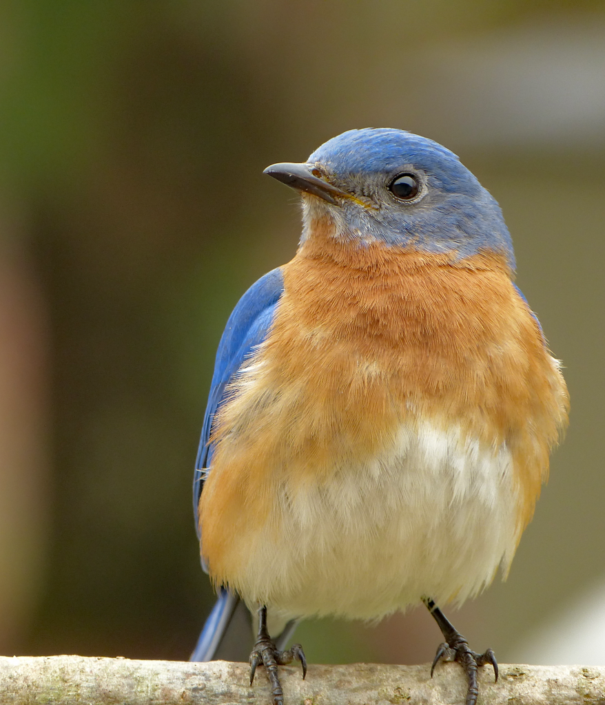 Dream Meaning of Bluebird