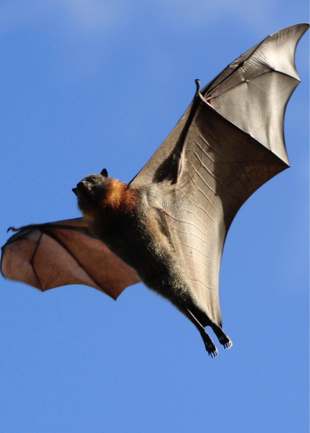 Dream Meaning of A Bat