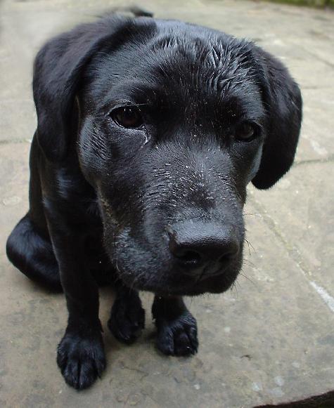 Dream Meaning of A Black Dog