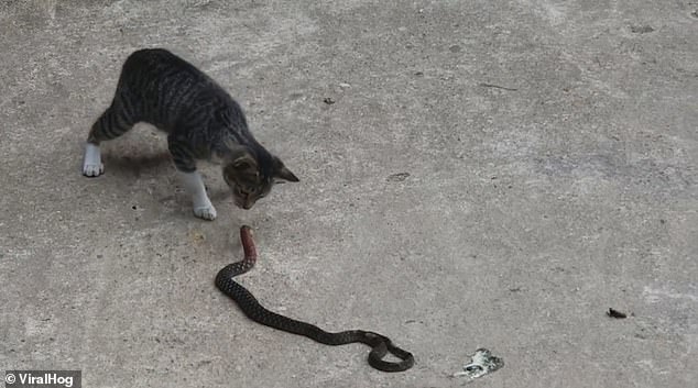 Dream Meaning of Cat Killing A Snake