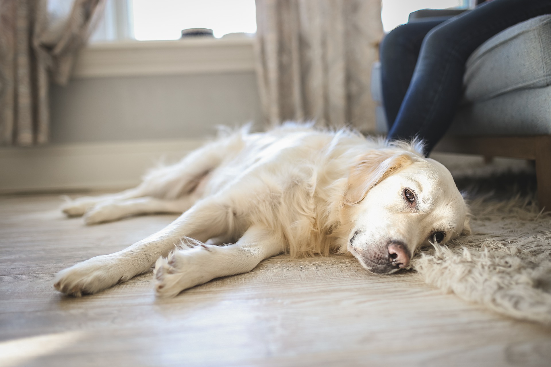 Dream Meaning of Dog Dying